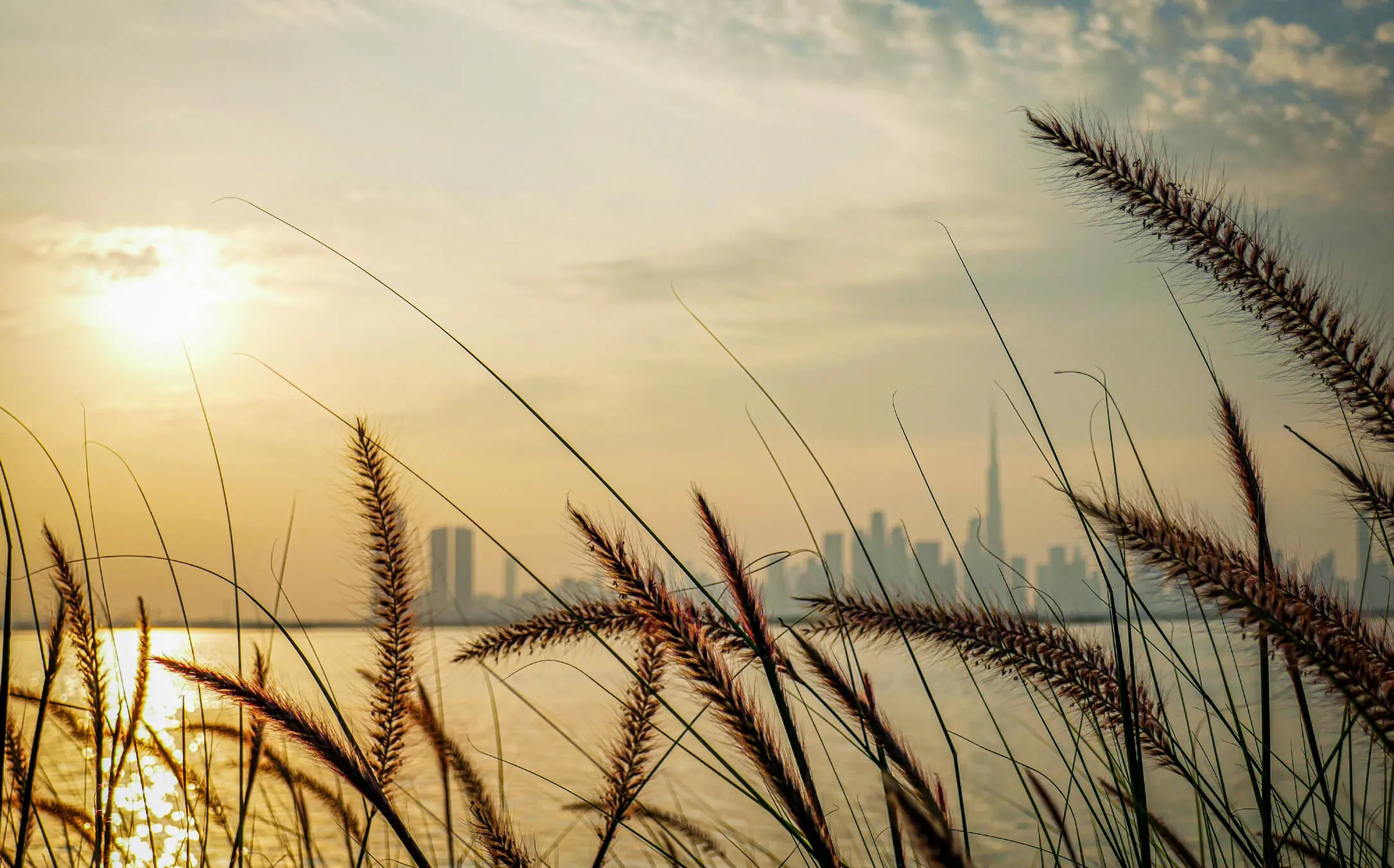 The-wilds-residences-aldar-dmaxx